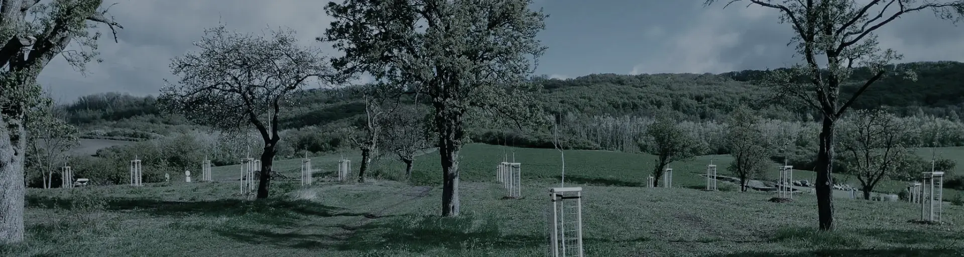 Revitalizace alejí a parků