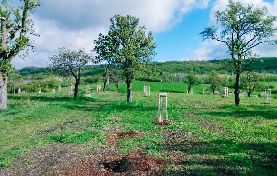 Liniová a skupinová výsadba dřevin