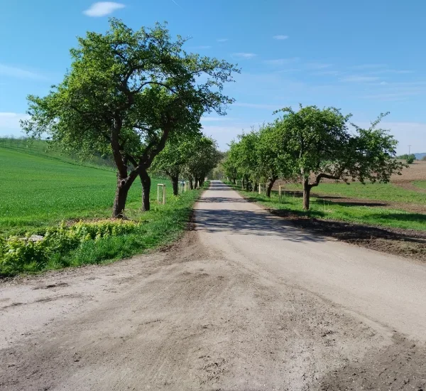 MEGA: Revitalizace aleje Václavice – Uhelná