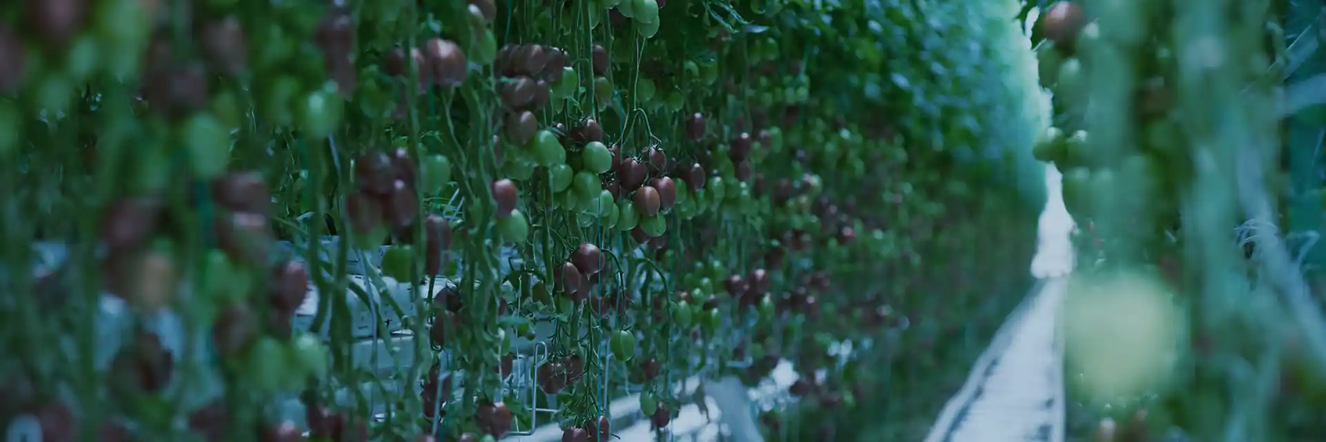 CO<sub>2</sub> для теплиць на фермі в Каменичанах