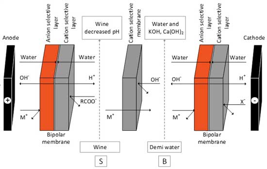 Wine pH adjustment - how does it work?