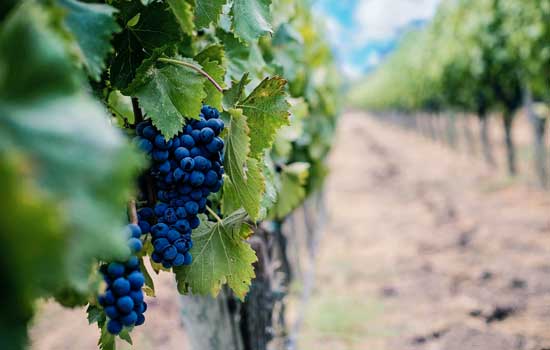 Wine acidity adjustment