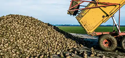 Molasses processing - application for beet/cane sugar mills